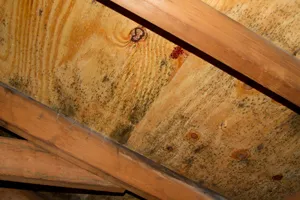 mold in attic ServiceMaster Restore Yuma